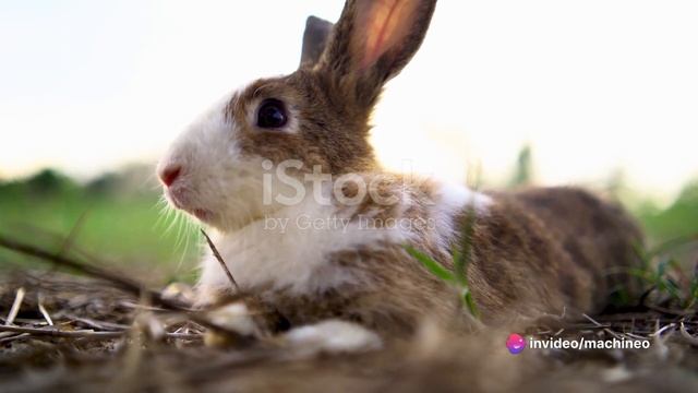 The Brave Rabbit: Thumper смотреть онлайн