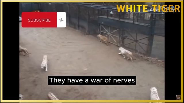 [ Lion vs Tiger ] CC ep.1 #safari #wildlife #zoo смотреть онлайн