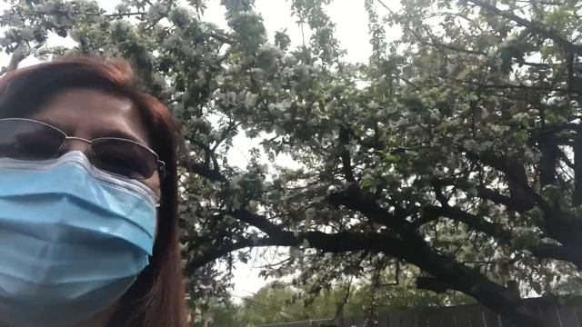 CRAB APPLE TREE 2 #SHORT VIDEO 18 смотреть онлайн