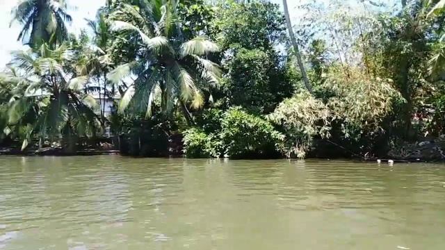 Bort ride of madu river/මාදු ගඟේ බෝට්ටුවක් පෙරළීමේ සංවේදී දර්ශන සහිත විඩියෝව|fish therapy srilanka| смотреть онлайн