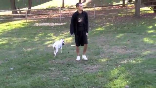 Puppies at Play, Opera and Churchill смотреть онлайн