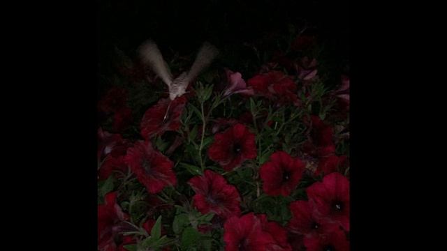 Колибри из Подмосковья смотреть онлайн