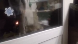 Говорящий Кот! Говорит Открой Дверь Мне