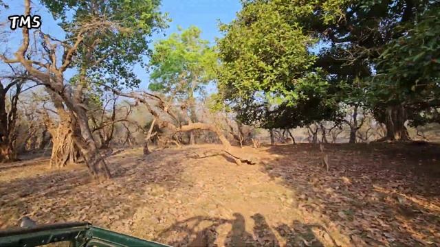 Jungle Safari Ranthambore National Park | Jeep Safari | Zone no.5 Part-12 #wildlife #tiger #safari смотреть онлайн