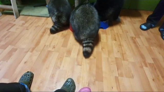 В ГОСТЯХ У ЕНОТОВ/ НОВИНКИ ДЛЯ ДОМА смотреть онлайн
