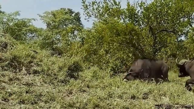 Brave Mother! Mother Buffalo Chases And Tortures Poor Lion To Avenge Her Baby смотреть онлайн