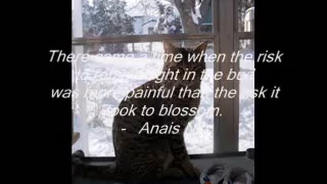 Cats and Gardens and Violins.WMV смотреть онлайн