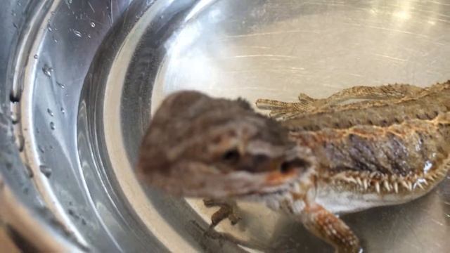 Агама и бассейн