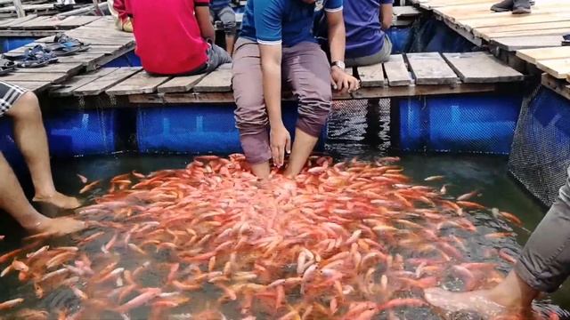 Fish Massage | Boat Safari | Madu River | Balapitiya | Sri Lanka смотреть онлайн