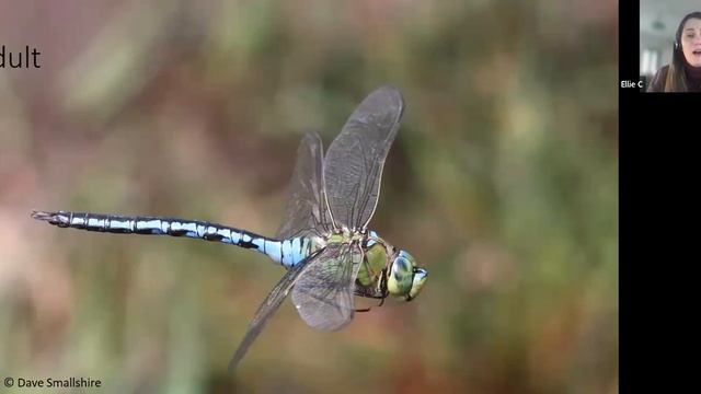 DragonflyWatch: The National Dragonfly Recording Scheme смотреть онлайн