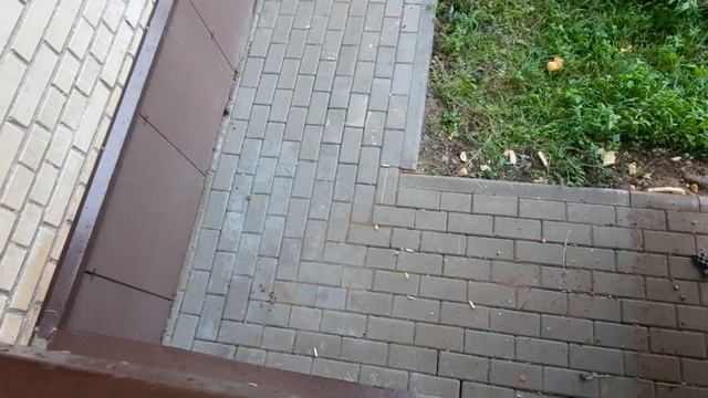 Крыса в новостройке! смотреть онлайн