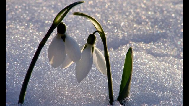 Подснежники. 🌸🪷🌸 смотреть онлайн