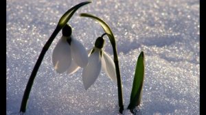 Подснежники. 🌸🪷🌸