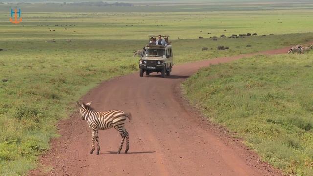 A Safari Adventure in Kenya worked as a wonder to spice up their bored life смотреть онлайн