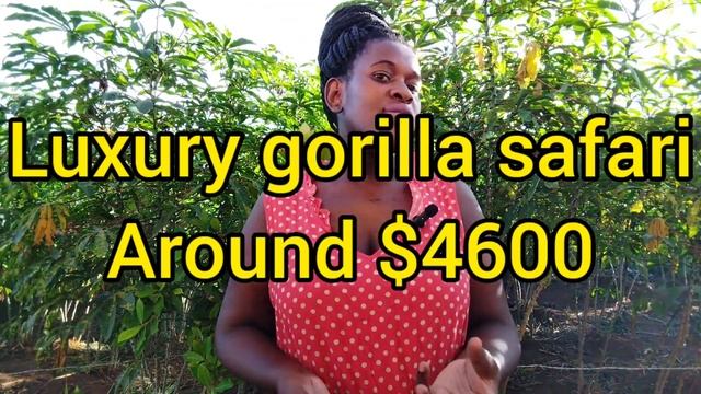 How much does an Africa Safari cost смотреть онлайн