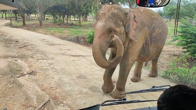 Ridiyagama Safari Park смотреть онлайн