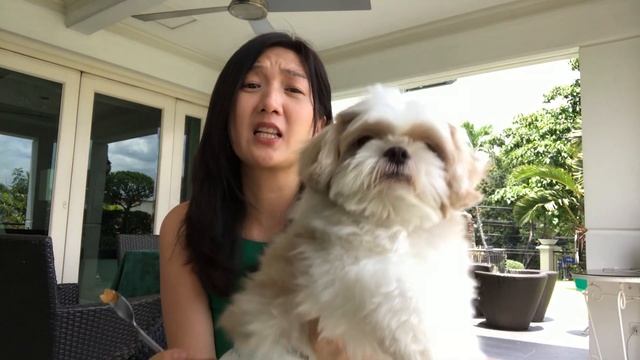 Afternoon Chats with Teacher Liz & Yoshi the Brave | PART TWO смотреть онлайн