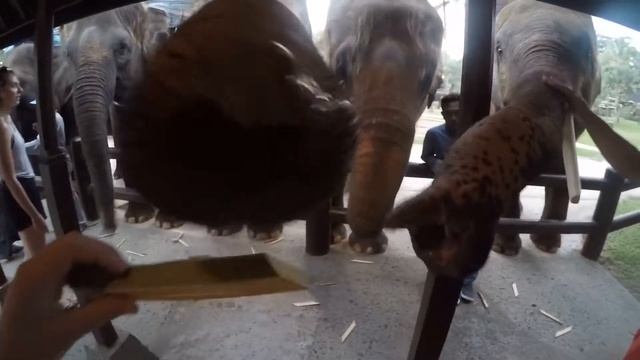 Feeding elephants at Elephant Safari Park Lodge смотреть онлайн
