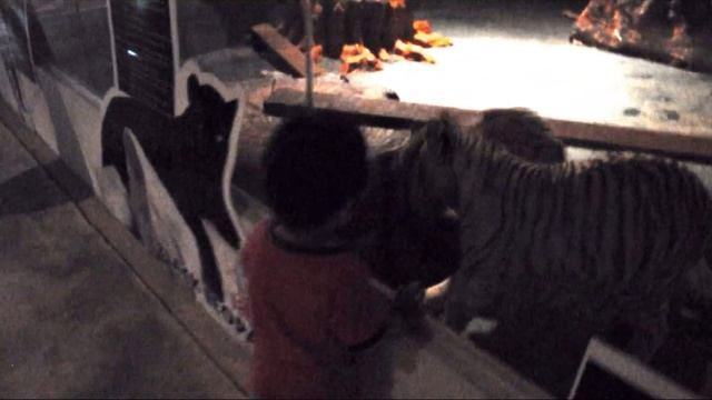 Night Safari - Chiang Mai смотреть онлайн