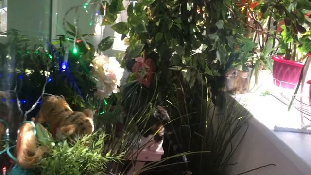 Маленький Лакки подглядывает за соседями смотреть онлайн