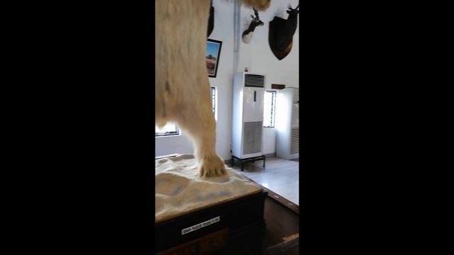 Safari Gallery experience.. Baluarte Zoo Vigan Ilocos Sur / Mannyrizm смотреть онлайн