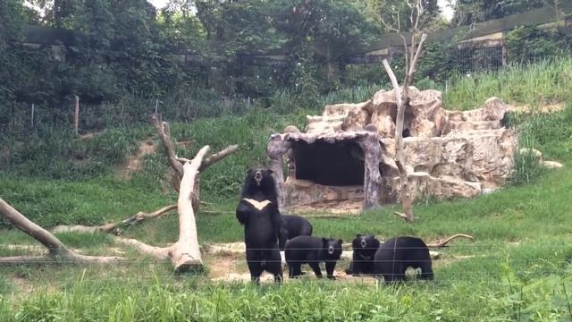 Asiatic Black Bear at Chiang Mai Night Safari, Thailand смотреть онлайн