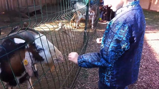 Ты шо, 4 рога? Сафари-парк (часть 3) смотреть онлайн