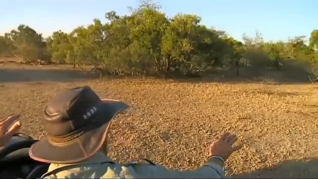 June 8 WildEarth Safari PM Drive: Lapwings, Scott on Daily Life смотреть онлайн