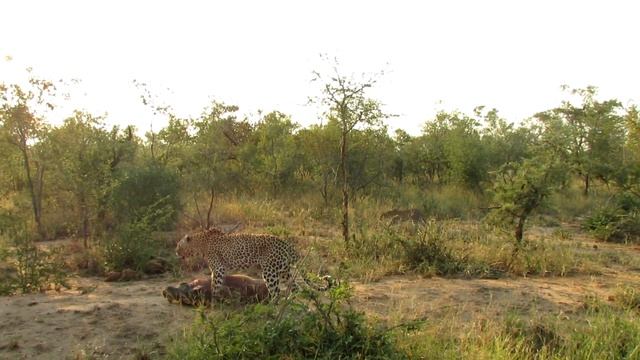 Honeyguide Tented Safari Camps - Rhulani kill смотреть онлайн