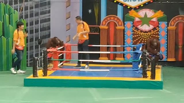 Orangutan-Chimpanzee Show Thailand at Safari world Bangkok смотреть онлайн