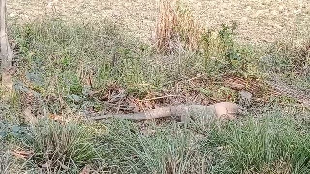 kaziranga Gypsy Safari at Western range ! Monitor lizard смотреть онлайн