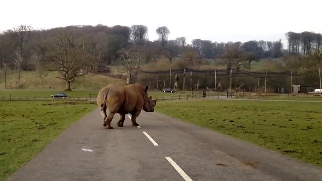 Overtaken by a Rhino (Longleat Safari Park) смотреть онлайн