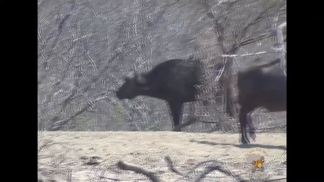 Tau Nkwe Safaris and Tours Big Five Safari смотреть онлайн
