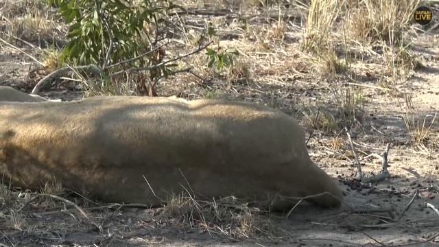 safariLIVE - Sunrise Safari - October 19, 2019 смотреть онлайн