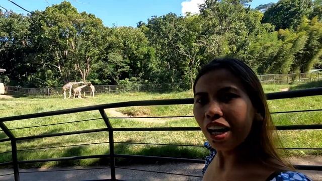 Philippines Island Safari in Cebu смотреть онлайн