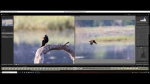 Canon R5. Comparison of Canon RF 100-500 vs Tamron 150-600 lens.