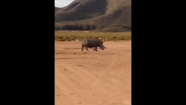 Male Rhino arrives at Aquila смотреть онлайн