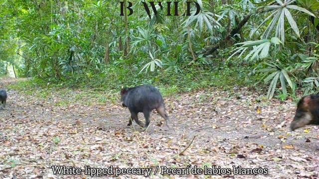 Mayan Jungle Wildlife | Jaguar, Tapir, Tayra, Ocelot, Peccary, Cougar, Curassow, Birds | Guatemala смотреть онлайн