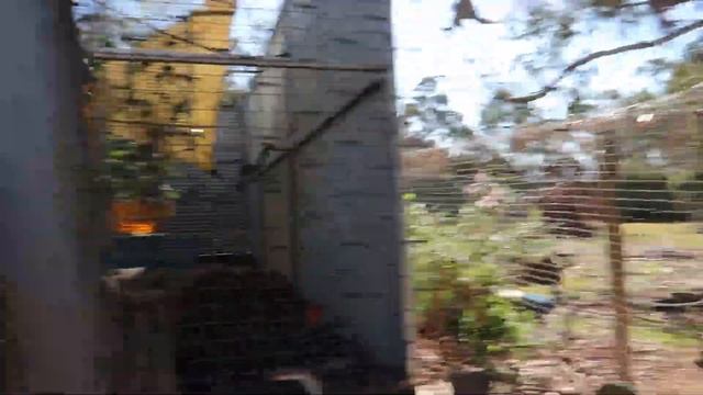 HALLS GAP ZOO #zoo #australia #victoria смотреть онлайн