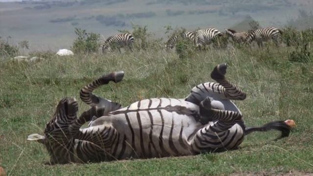 Enaidura Safaris смотреть онлайн