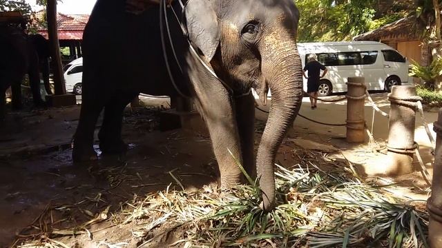 Elephant Riding at Kok Chang Safari смотреть онлайн