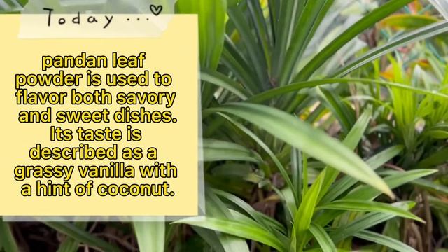Pandan is an excellent source of vitamins and antioxidants.#subscribedtomychannel #Brave Buddy смотреть онлайн