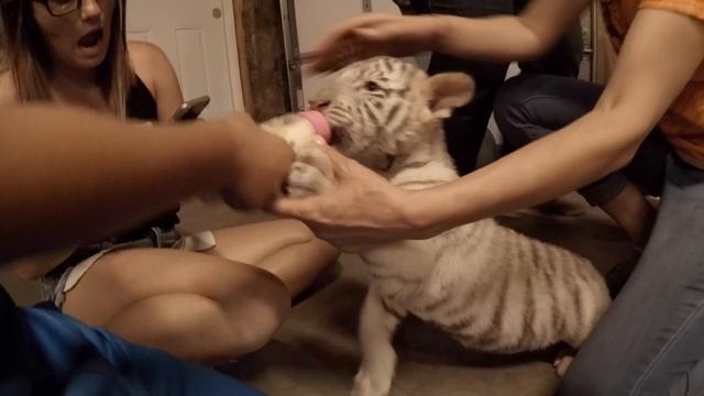 WE GOT TO PLAY WITH BABY TIGERS! смотреть онлайн