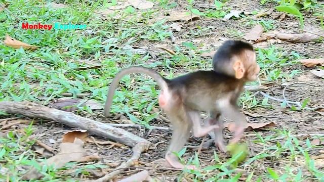 Oh, Look brave baby Rex walking to lip smacking & screaming to cameraman till mom Rose taking back. смотреть онлайн