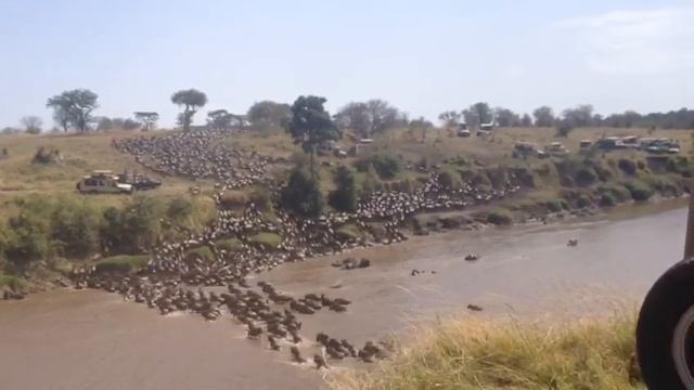 Daily River crossing at point number 4 in the Mara River смотреть онлайн
