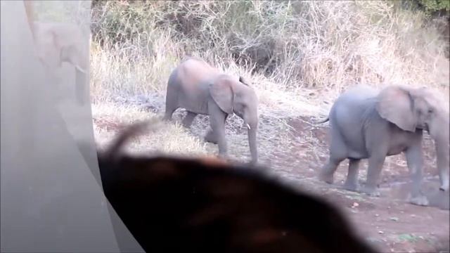Elephants Zulu Nyala смотреть онлайн