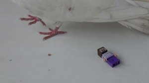 ЗЛАЯ ПТИЦА АТАКУЕТ НУБА ИЗ МАЙНКРАФТ ! Как прогнать нежданного гостя у себя из дома ?