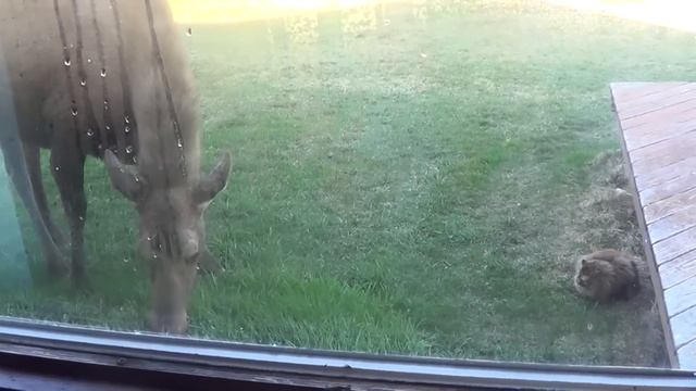 Brave Cat Approaches Massive Moose смотреть онлайн