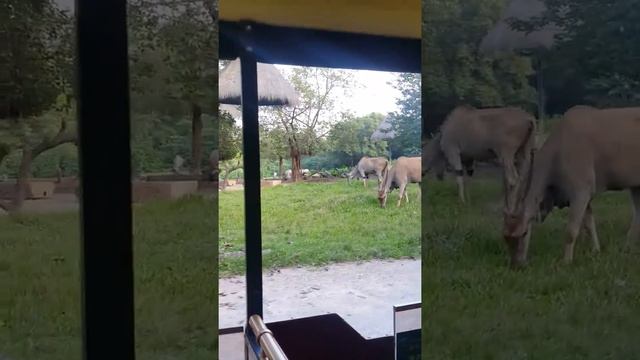 Chimelong zoo Guangzhou in Chaina смотреть онлайн