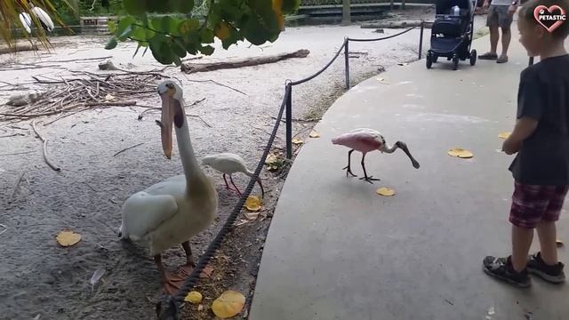 Funny Animals Attacking Moments In Zoo - Best on the Internet || PETASTIC 🐾 смотреть онлайн